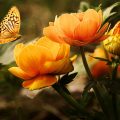 Jakie rośliny pomagają przyciągać pszczoły i motyle?