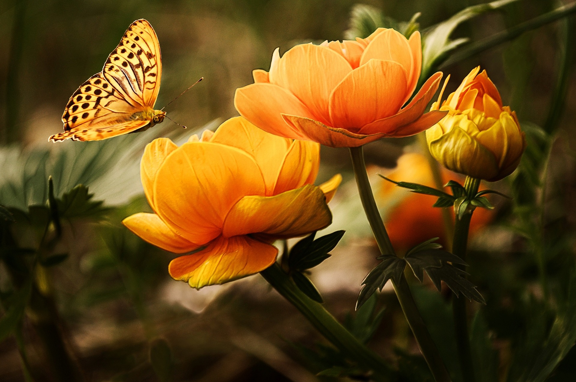 Jakie rośliny pomagają przyciągać pszczoły i motyle?