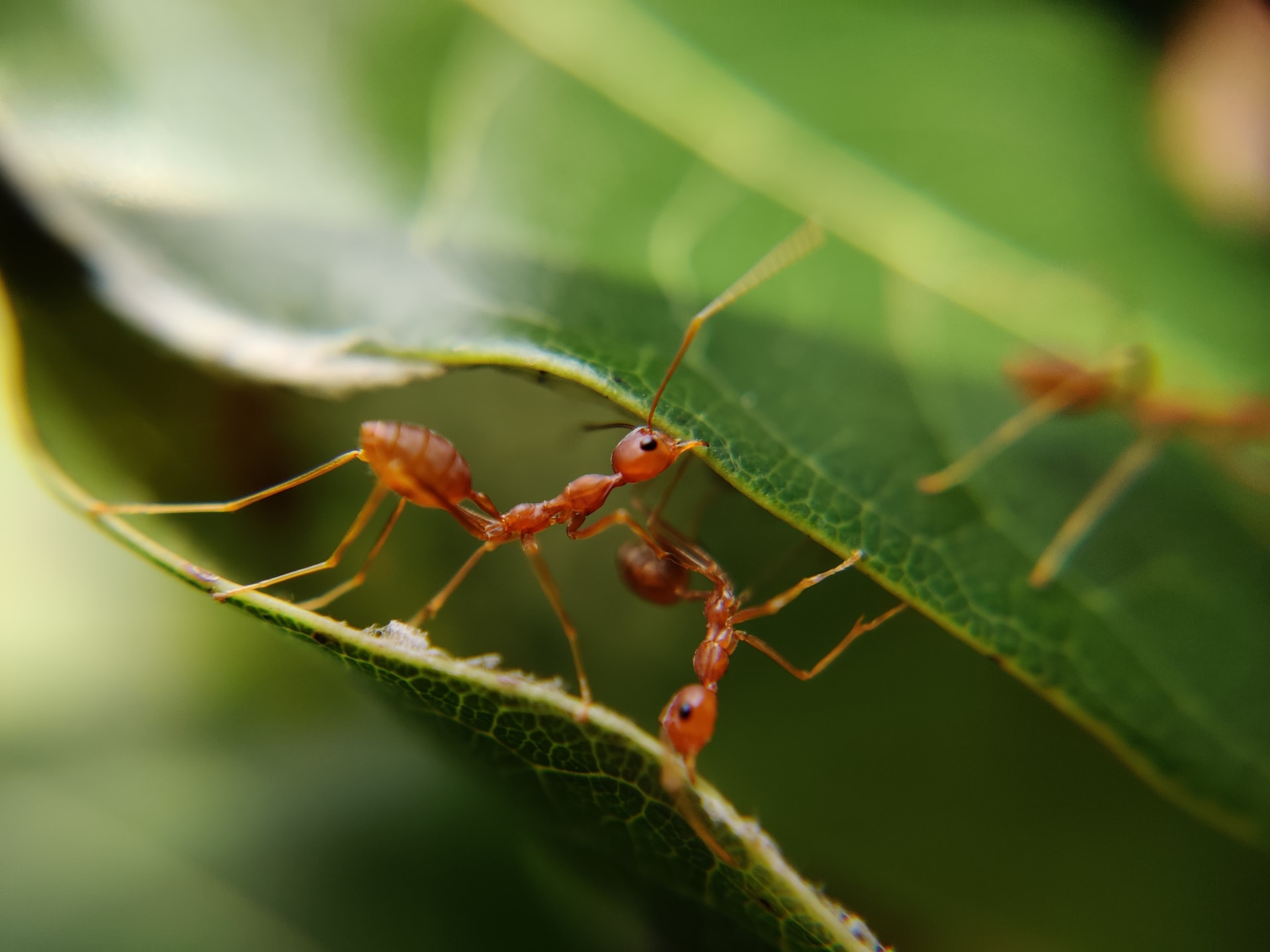 Rozwiązanie problemu mrówek na tarasie – Skuteczne strategie i środki zaradcze