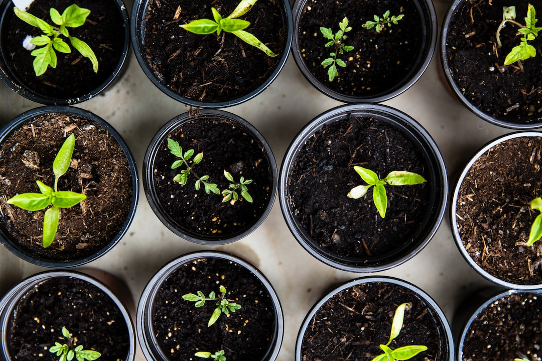 Co musisz wiedzieć o domowej uprawie roślin?