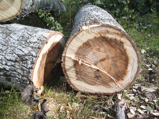 Jak wybrać odpowiedni sprzęt do cięcia drzew?